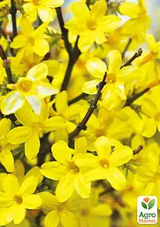 Жасмин жовтий (ампельний) "Nudiflorum" 2х річний (вазон С1) (184783) 1 саженец - мініатюра 2