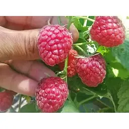 Саджанець Agro-Market Малина Брусвяна (ремонтантний високоврожайний сорт) 2 шт. в упаковці (17669) - мініатюра 2