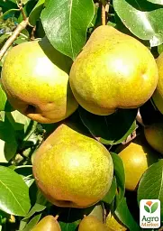 Саджанець Agro-Market Груша Платоновская (осенний сорт, средний срок созревания) 1 шт. в упаковці (178394) - мініатюра 2