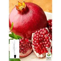 Саджанець Agro-Market Гранат садовий 3-х річний Велес (висота саджанця 90-120 см) (179135) 1 шт. - мініатюра 4