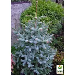 Саджанець Agro-Market Ялиця Каліфорнійська Блакитна (Abies concolor glauca) горщик P9 (48740) - мініатюра 3