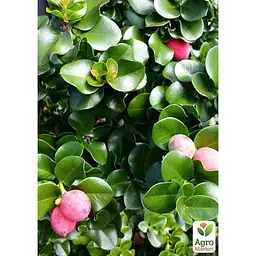 Саджанець Agro-Market Карісса великоплідна (ягідна слива) (49330) - мініатюра 2