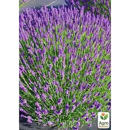 Саджанець Agro-Market Лаванда англійська вузьколиста Хідкот (Hidcote) (120488) 1 шт. в упаковці - мініатюра 2