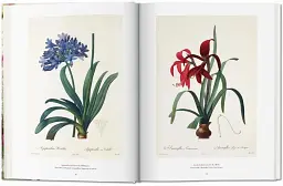 Redoute. The Book of Flowers - мініатюра 4