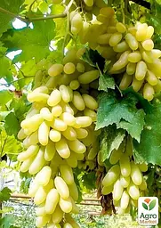 Саджанець Agro-Market Виноград Азія (саджанець дуже великого солодкого винограду) 1 шт. в пакуванні (101881) - мініатюра 2
