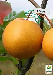 Саджанець Agro-Market Азійська груша Секуї Ексклюзив 1 шт. в упаковці (21354) - мініатюра 3