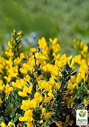 Саджанець Agro-Market Рокитник Golden Sunlight (цитісус) вазон С3 (181558) - мініатюра 3