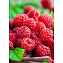 Саджанець Agro-Market Малинове дерево Малинова насолода (Сrimson delight) (преміальний, плодоносний, високоврожайний сорт) 1 шт. в упаковці (47689) - мініатюра 2