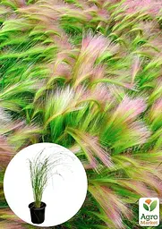Саджанець Agro-Market Ковила пухнаста Angel Hear вазон С2, 1 шт. в упаковці (115820) - мініатюра 3