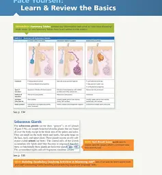 Human Anatomy & Physiology Global Edition - Елейн Маріб - мініатюра 3