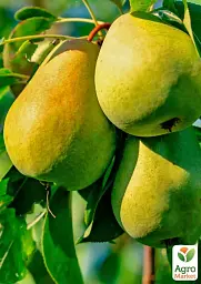 Саджанець Agro-Market Груша Городищенська (осінній сорт, середній термін дозрівання) 1 шт. в упаковці (178392) - мініатюра 2