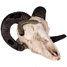 Декорація череп барана Terrario Ram Skull 19x16x11см (191712) - мініатюра 4
