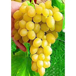 Саджанець Agro-Market Виноград Кеша (раннесреднего термін дозрівання, дає великий урожай з одного куща) 1 шт. в упаковці (20052) - мініатюра 2