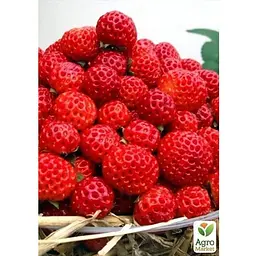 Саджанець Agro-Market Гібрид полуниці і малини Веденсвілл 7 (Vedenswil) (середній термін дозрівання) 5 шт. (25795) - мініатюра 3