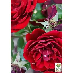 Троянда бордюрна Agro-Market Торнадо у контейнері, вищий сорт (185429) 1 саджанець в упаковці - мініатюра 3