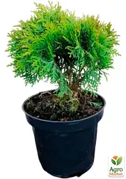Саджанець Agro-Market Туя західна Danica (Thuja occidentalis) С2 висота 15-20 см 1 шт. в упаковці (71808) - мініатюра 3