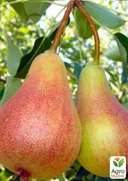 Саджанець Agro-Market Груша Весільна (літній сорт, ранній термін дозрівання) 1 шт. в упаковці (21364) - мініатюра 4