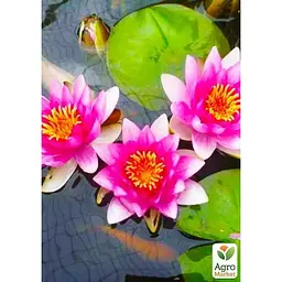 Саджанець Agro-Market Німфея Розінімфе (Rosennimphe) (52519) (Корневище) 1 шт. - мініатюра 2
