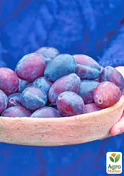 Саджанець Agro-Market Слива Хаганта 1 шт. в упаковці (39982) - мініатюра 2