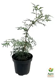 Саджанець Agro-Market Бузина чорна 2-х літня Black Lace С2, висота 30-40см (176775) - мініатюра 5