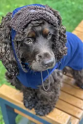 Шапка-вушанка для собак Hat-Dog Какао (M) - мініатюра 2