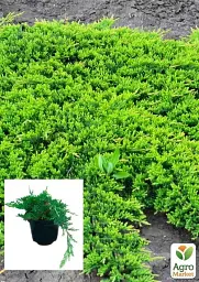 Саджанець Agro-Market Ялівець горизонтальний Prince of Wales вазон С2 діаметр 20-25 см 1 шт. в упаковці (102152) - мініатюра 2