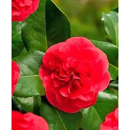 Саджанець Agro-Market Камелія японська 2-х річна Lady Campbell (висота 45-55см) (179196) 1 шт. - мініатюра 4