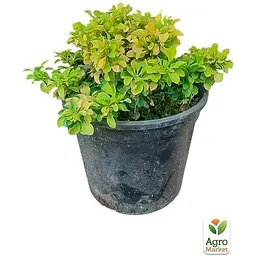 Саджанець Agro-Market Барбарис Тунберга 3-х річний Tiny Gold С3 висота саджанця від 20 см (182619) 1 шт. в упаковці - мініатюра 2