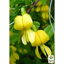 Саджанець Agro-Market Акація Карагана жовта (48854) - мініатюра 2