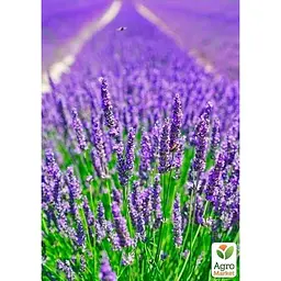 Саджанець Agro-Market Лаванда англійська вузьколиста Міс Катерин (Miss Katerine) (44326) 1 шт. в упаковці - мініатюра 2