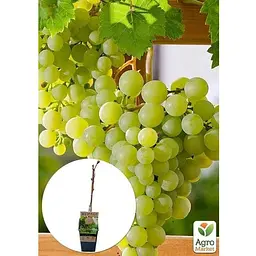 Саджанець Agro-Market Виноград Dr. Smidtmans (сортовий, укорінений) (153322) 1 шт. - мініатюра 2