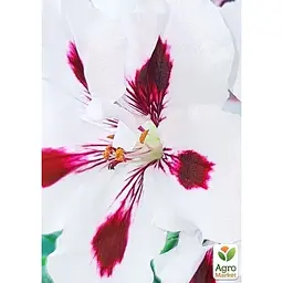 Саджанець Agro-Market Королівська Пеларгонія Aristo Purple Stripes (контейнер № 10 висота 10-20 см) (177144) 1 шт. в упаковці - мініатюра 3