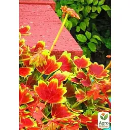 Саджанець Agro-Market Пеларгонія пестролиста Vancouver Centennial (контейнер № 10 висота 10-20 см) (49119) 1 шт. в упаковці - мініатюра 3