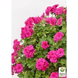 Саджанець Agro-Market Пеларгонія ампельна Amy (контейнер №10 висота 10-20 см) (176649) 1 шт. в упаковці - мініатюра 2