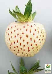 Саджанець Agro-Market Полуниця Альпійська чиста душа (преміальний сорт) 5 шт. в пакуванні (44558) - мініатюра 3