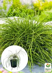Саджанець Agro-Market Туя 3-літня складчаста Whipcord С3 діаметр 25-35 см 1 шт. в упаковці (103617) - мініатюра 2