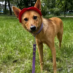 Панама для собак Hat-Dog червона (S) - мініатюра 7