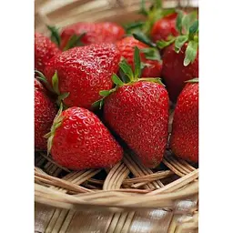 Саджанець Agro-Market Полуниця Хоней (Honey) 5шт (ранній термін дозрівання, стійкий до хвороб і шкідників) (23403) - мініатюра 3