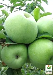 Саджанець Agro-Market Яблуня Гренні Сміт (зимовий сорт, пізній термін дозрівання) 1 шт. в упаковці (23463) - мініатюра 3