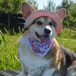 Набір бандана Hat-Dog + резинка (S) - мініатюра 9