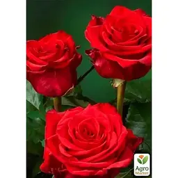 Троянда чайно-гібридна Agro-Market Red Eagle саджанець класу АА+ вищий сорт 1 шт. в упаковці (181510) - мініатюра 2