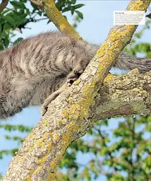 The Cat Encyclopedia - мініатюра 7