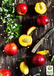 Саджанець Agro-Market Нектарин Супер Квін (лисий персик, літній сорт, ранній термін дозрівання) 1 шт. в упаковці (37420) - мініатюра 5