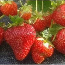 Саджанець Agro-Market Полуниця Монтерей (Monterey) 5шт (ремонтантний високоврожайний сорт) (37283) - мініатюра 10