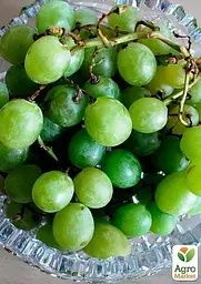 Саджанець Agro-Market Виноград Совіньон Блан (Sauvignon Blanc) винний сорт, середній термін дозрівання) 1 шт. в пакуванні (44318) - мініатюра 3