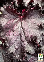 Саджанець Agro-Market Гейхера (Heuchera) Forever Midnight (181404) - мініатюра 2