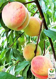Саджанець Agro-Market Персик Дружба (літній сорт, середнього терміну дозрівання) 1 шт. в упаковці (178403) - мініатюра 2