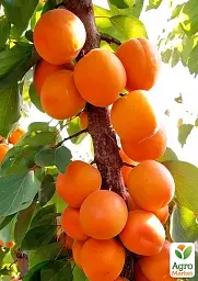 Саджанець Agro-Market Абрикос колоноподібний Голд (середній термін дозрівання) 1 шт. в упаковці (178846) - мініатюра 3