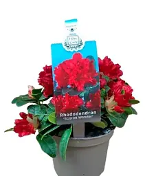Рододендрон Agro-Market Scarlet Wonder квітучий 2-х річний висота 20 см з Нідерландів 1 саджанець в упаковці (179911) - мініатюра 4