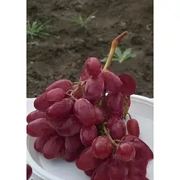 Саджанець Agro-Market Виноград Нащадок Різамата (дуже ранній термін дозрівання, морозостійкість висока до -25⁰С) 1 шт. в упаковці (36290) - мініатюра 2